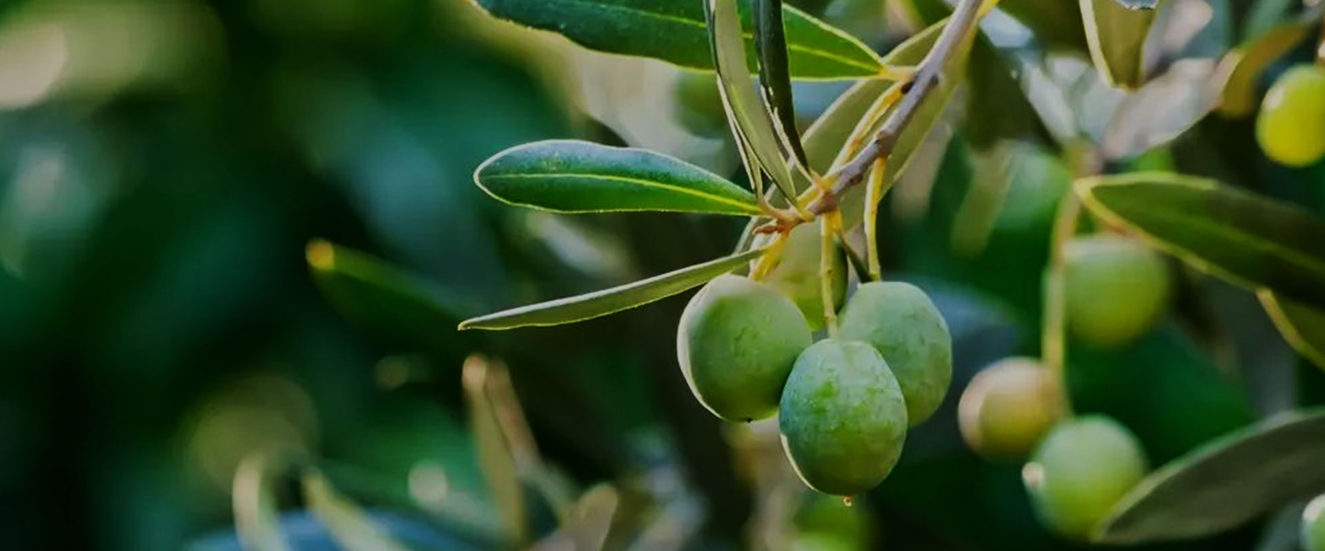 Things You Don't Know About Olive Leaf Extract