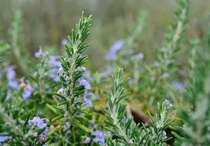 Rosemary Extract