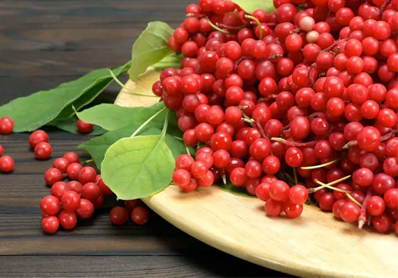 schisandra extract