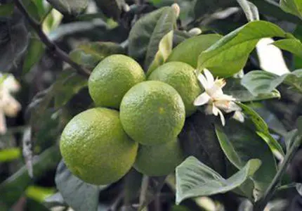 Citrus Extract