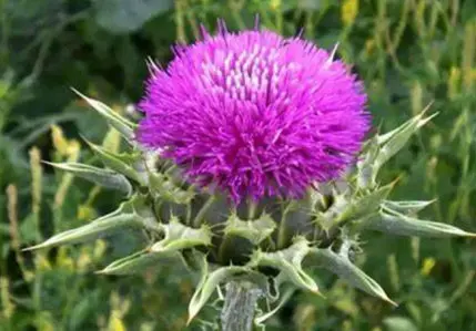 Milk Thistle Extract