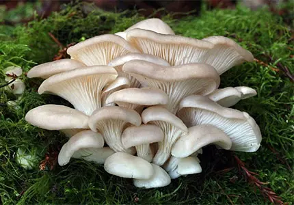 Oyster Mushroom Cut/Powder/ Extract