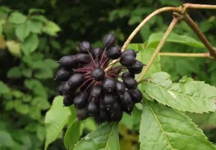 Siberian Ginseng Extract