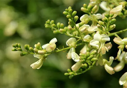 Sophora Japonica Extract