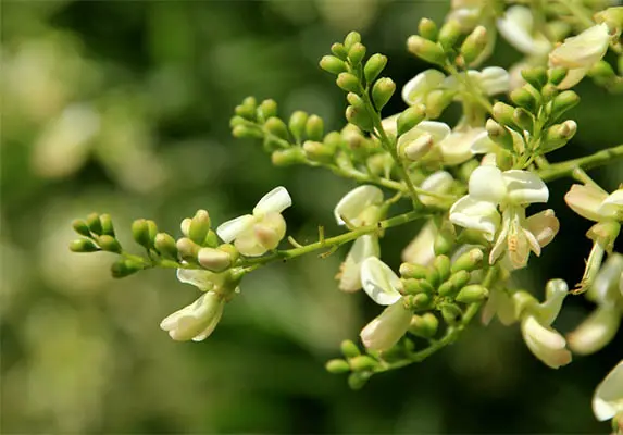 Sophora Japonica Extract