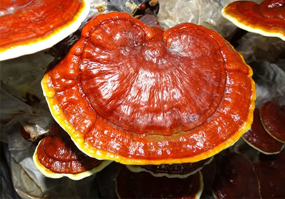 Reishi Whole/ Cut/ Powder/ Extract