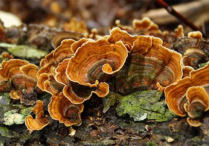 Trametes Whole/ Cut/ Powder/ Extract