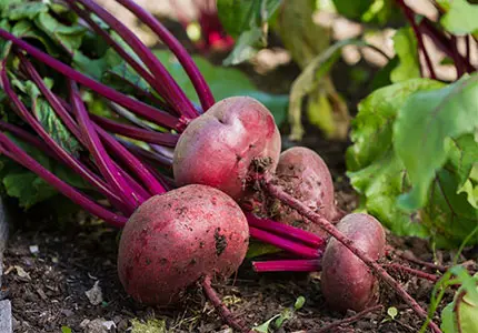 Organic Beet Root Powder