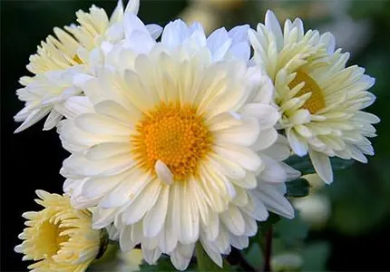 Chrysanthemum Whole/ Cut