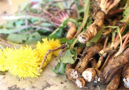 Dandelion Whole/ Cut/ Powder/ Extract