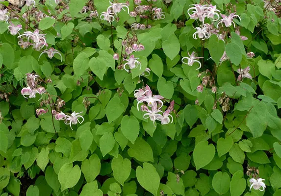 Epimedium Cut/ Extract