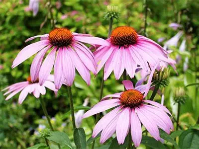 Industry Alert-Echinacea Adulteration