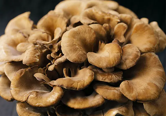 organic maitake