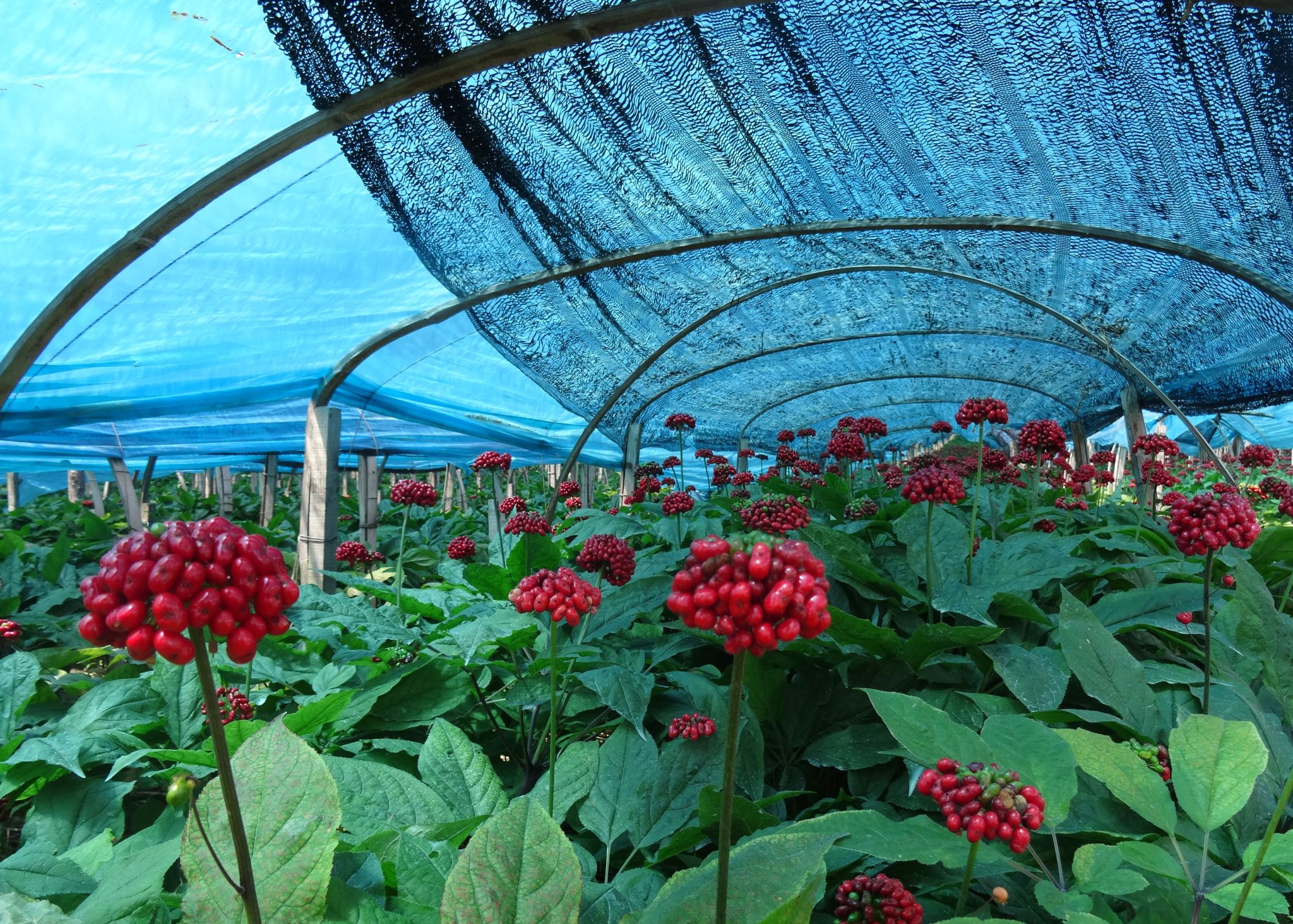 Ginseng Extract Supplier Ginseng Picking