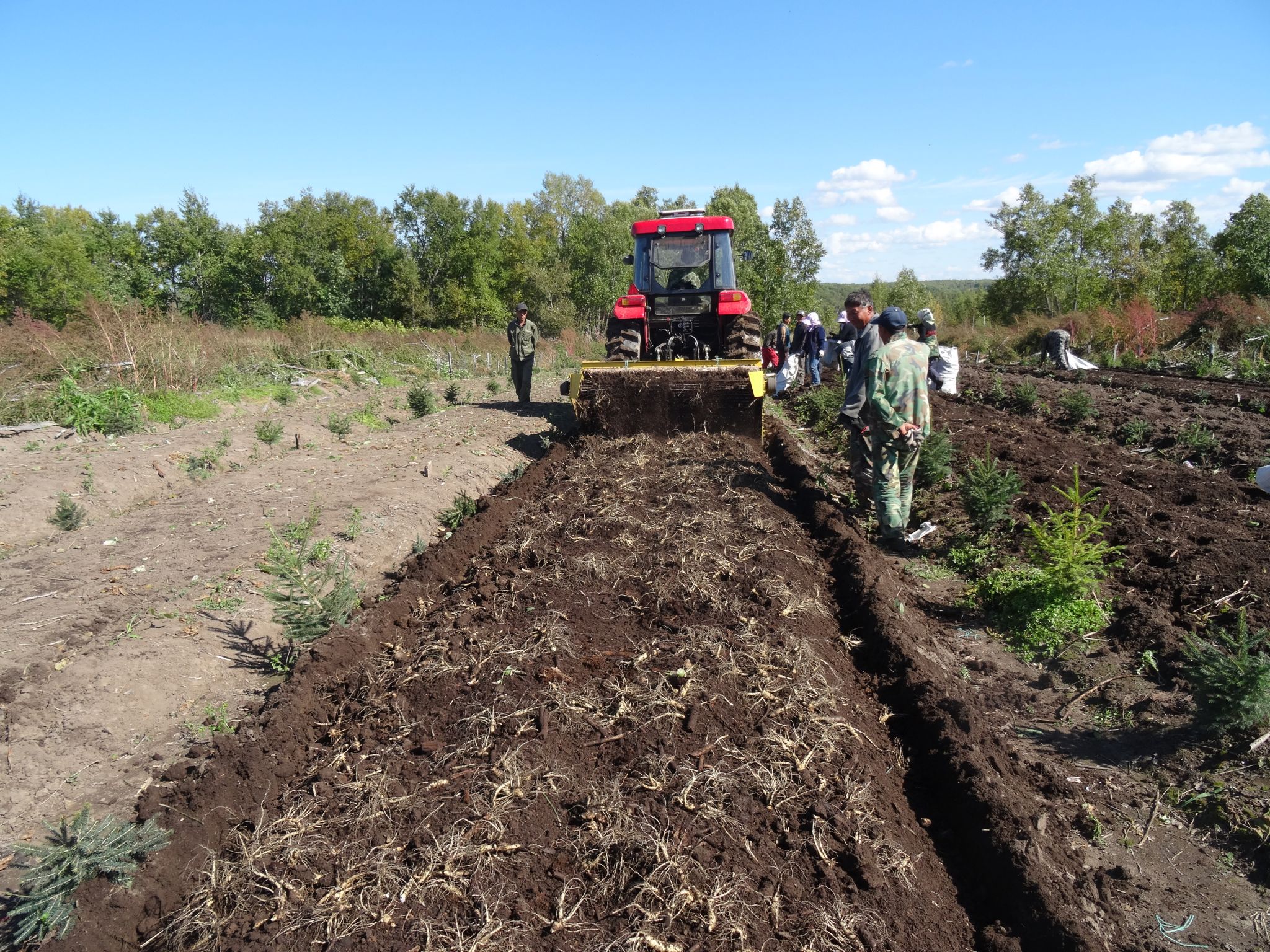 Ginseng Extract Supplying