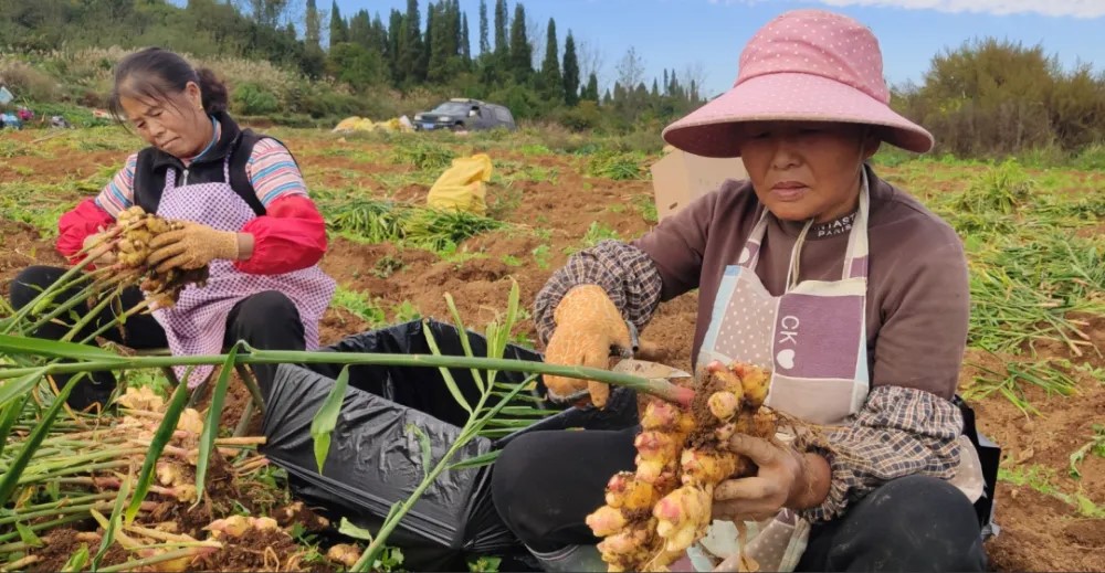 Ground Ginger Powder Selection