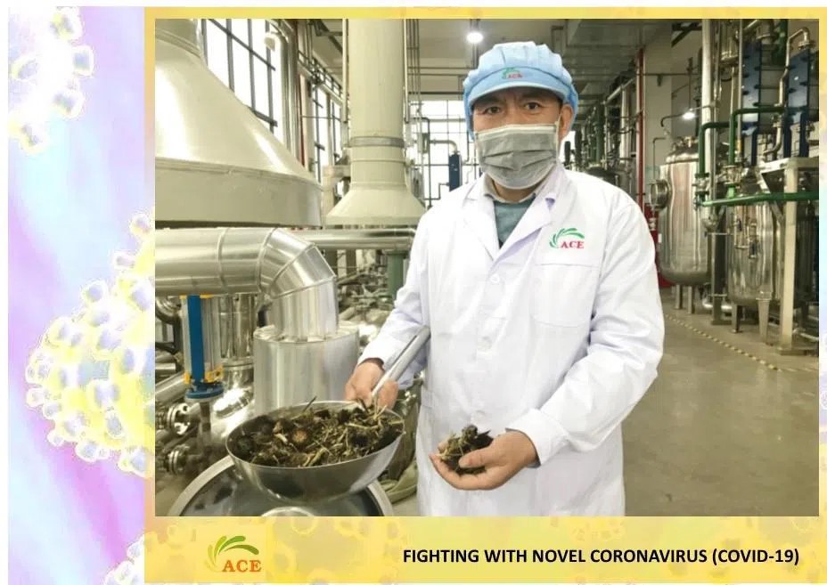 Maca Powder Manufacturer Immune Boost