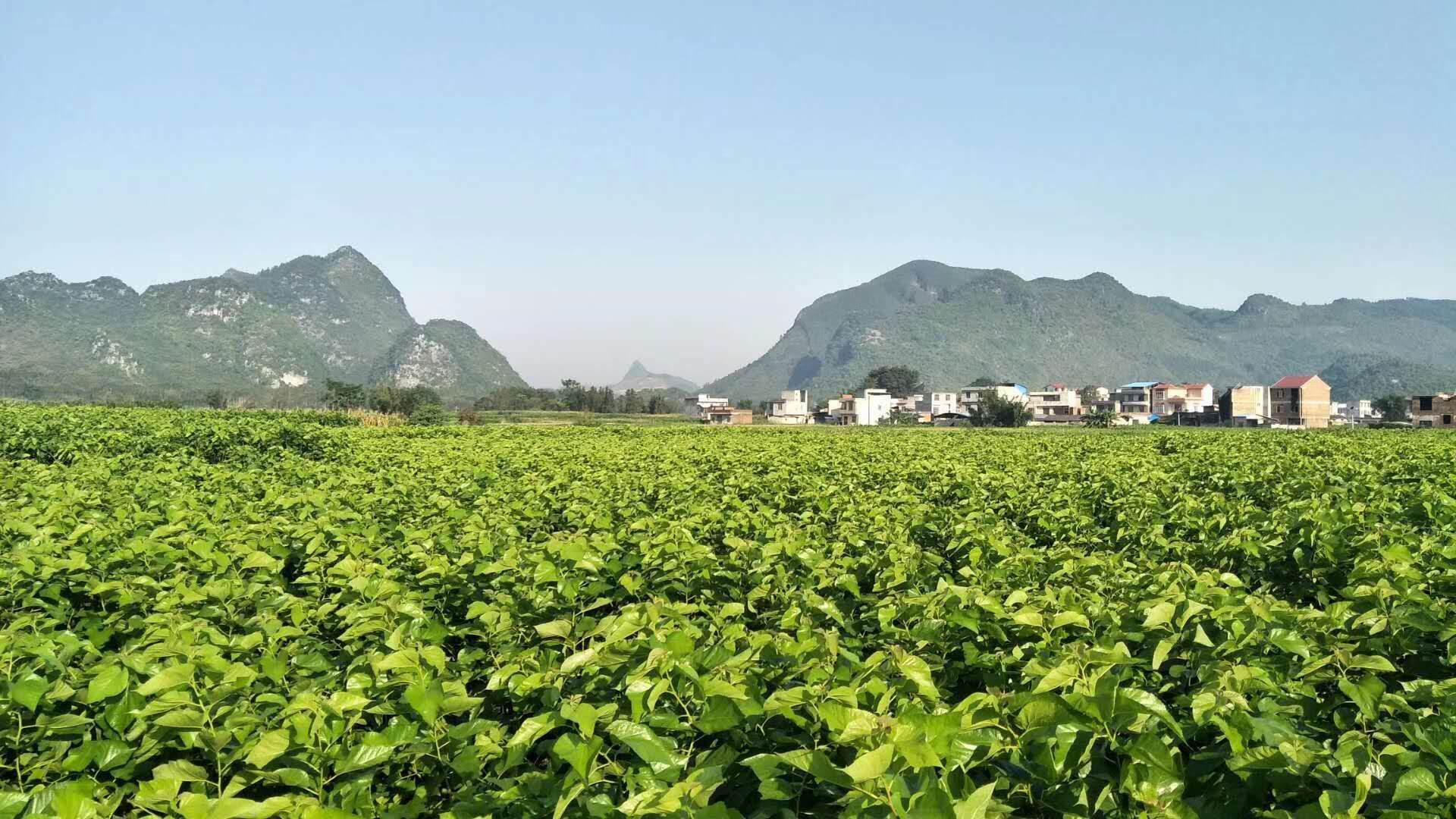 Mulberry Leaf Extract Picking