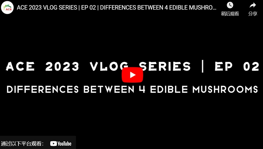 ACE 2023 VLOG SERIES | EP 02 | DIFFERENCES BETWEEN 4 EDIBLE MUSHROOMS