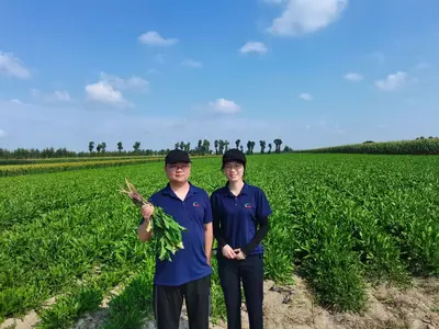 ACE team in Dandelion farm(with USDA NOP certified)