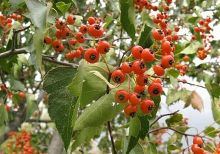 Hawthorn Leaf and Flower Extract