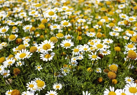 chamomile extract2