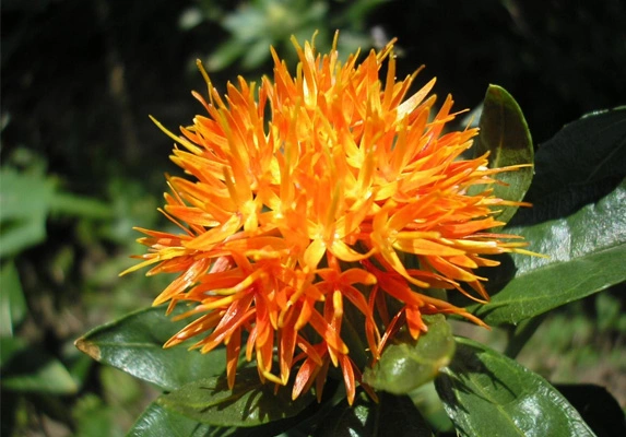 safflower powder 02