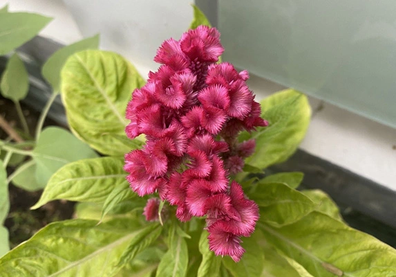 celosia flowering top powder 02