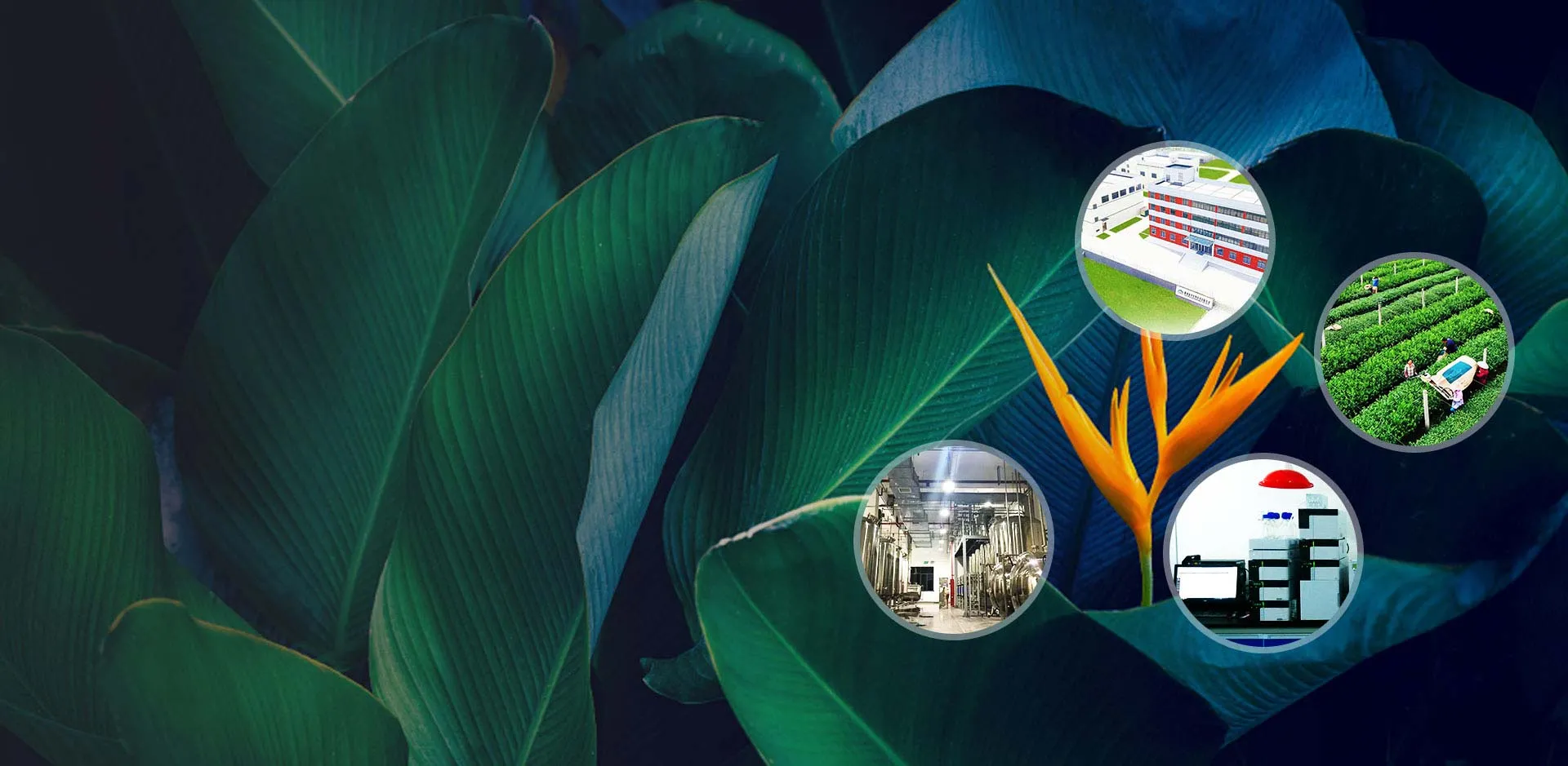 Professional Manufacturer of Natural Ingredients